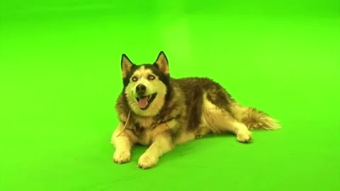 Dog green screen video Stock Footage 274246784