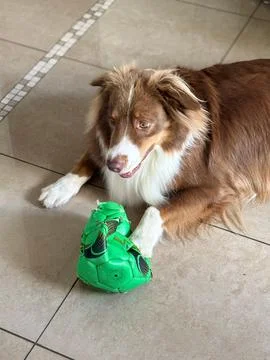 Dog with green soccer ball Stock Photos