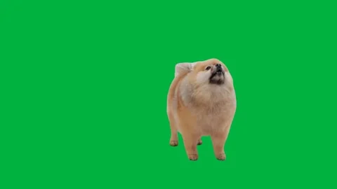 Dog greenscreen 105 Stock-Footage 198652866