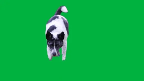Dog Greenscreen 36 Stock-Footage 198585503