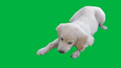 Dog GreenScreen 4 Stock Footage 198361375