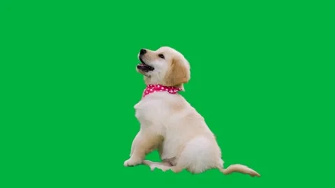 Dog Greenscreen 55 Stock-Footage 198617471