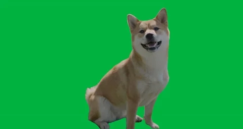 Dog Greenscreen 68 Stock-Footage 198652767