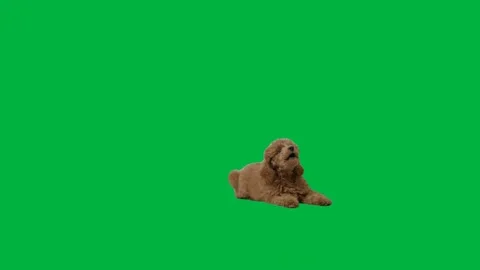 Dog Greenscreen 94 Stock-Footage 198652836