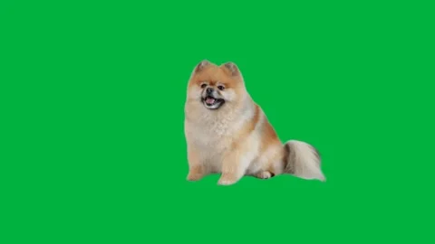 Dog Greenscreen 98 Stock Footage 198652849