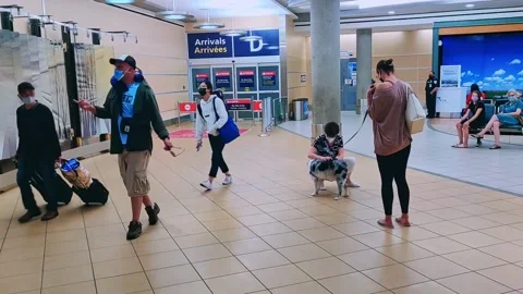 Dog greetings at arrivals Stock Footage 231438134