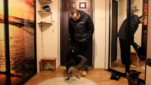 Dog greets owner at the door. Stock Footage 84298853