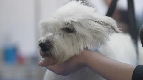 DOG GROOMER BLOW DRYING WEST HIGHLAND TERRIER Stock Footage