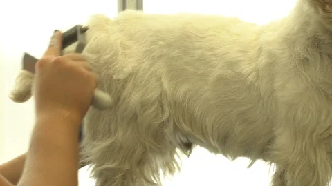 Dog groomer brush white dog in hairdresser pet salon. Handheld motion shot Stock Footage 109541753