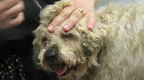 Dog Grooming 4 Stock Footage 642779