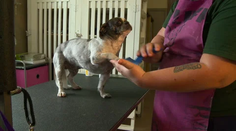 Dog grooming brushing Stock Footage 47874420