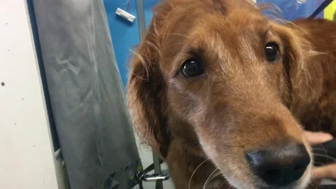 Dog Grooming Close Up 스톡 동영상 96404852