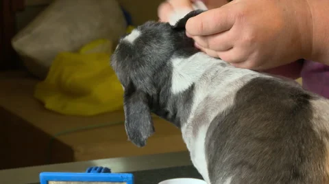 Dog grooming ears Stock Footage 47858887