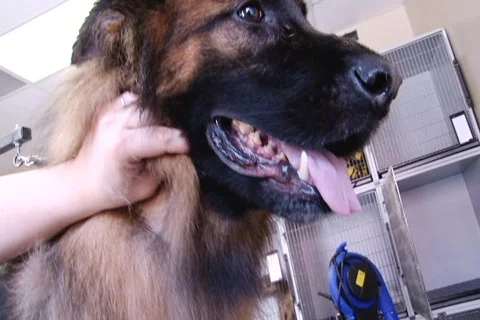 Dog Grooming 動画素材 780161