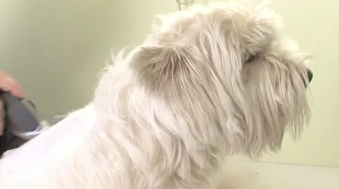 Dog Grooming Stock Footage 1062600