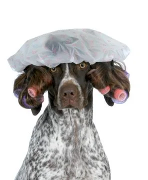 Dog grooming Stock Photos