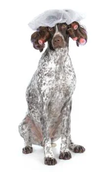 Dog grooming Stock Photos