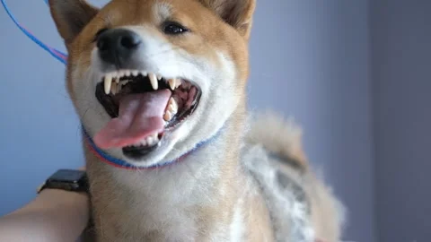 Dog grooming procedures, bath day, saving on pet salon. shiba inu Stock Footage 243306446