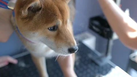 Dog grooming procedures, bath day, saving on pet salon. shiba inu Stock Footage 243509191
