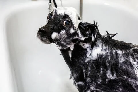 Dog in a grooming studio for pets Stock Photos