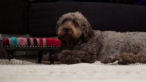 Dog on ground looking in camera Stock Footage 147029915