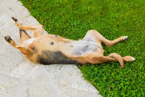 The dog on the ground. Stock Photos