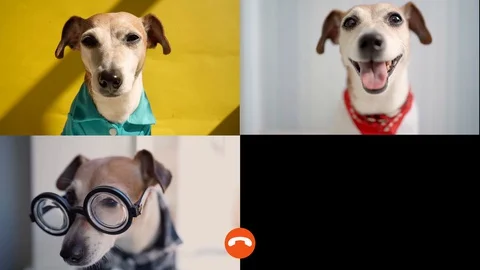 Dog group chat Vídeo Stock 127587055