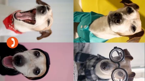 Dog group chat vertical Vídeo Stock 127587180