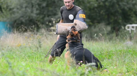 Dog guard biting training Stock Footage 66756085