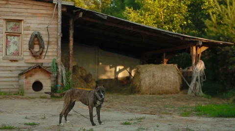 The dog is guarding the barn in the stable 스톡 동영상 56634184