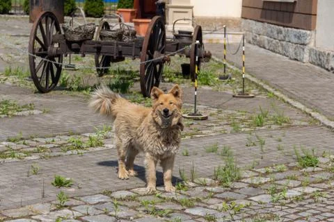 Dog guarding the frame of an old rusty cart Stock Photos