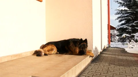 The dog is guarding the house Stock Footage 91329164