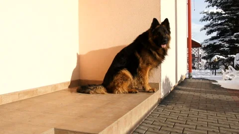 The dog is guarding the house Stock Footage 91329455