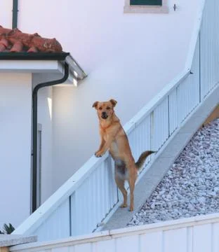 The dog is guarding the house. Stock Photos