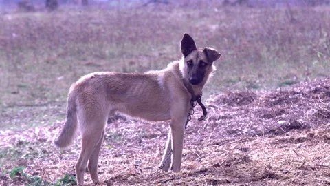 Dog guarding the yard Stock Footage 99889938