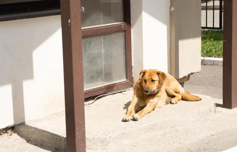 The dog is guarding the yard Stock Photos