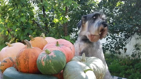 The dog guards the harvest Stock Footage 139040545