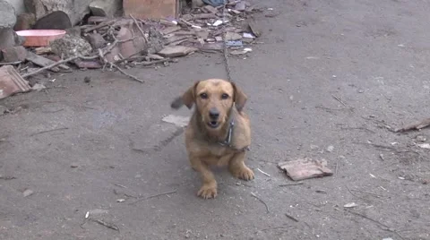 Dog guards poultry Stock Footage 47872099