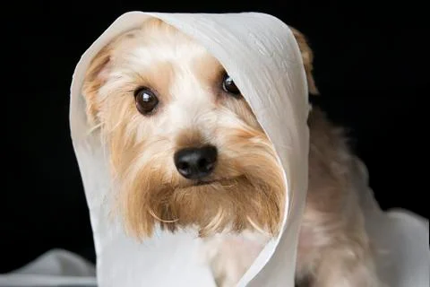 Dog with a guilty look 写真素材