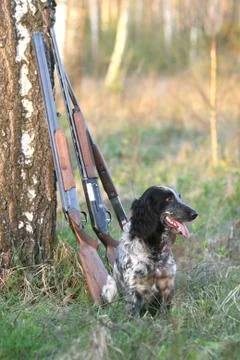 Dog with guns Stock Photos