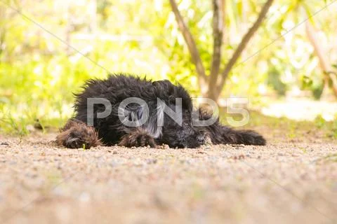 The Dog hair black in The Park Stock Photos