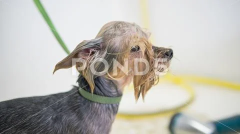 Dog haircut in the salon Stock Photos