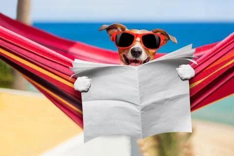 Dog on hammock Stock Photos