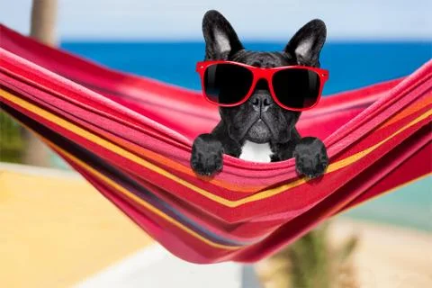 Dog on hammock Photos