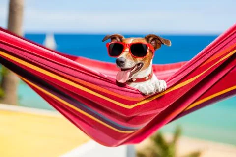 Dog on hammock Foto stock