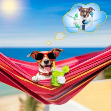 Dog on hammock in summer Stock-Fotos