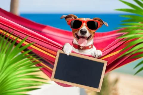 Dog on hammock in summer Stock-Fotos