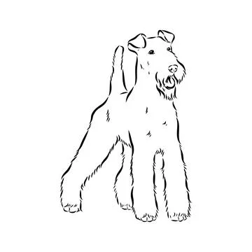 Dog Hand Drawn. Wired-haired fox terrier. Vector illustration isolated Stock Illustration