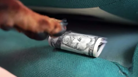 Dog hand pulls out wad of money, rolled up banknotes, cash from under pillow Stock Footage 278493920