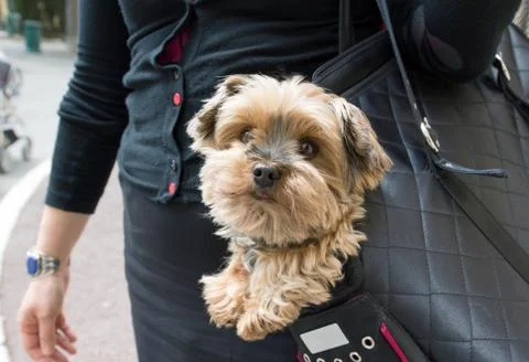 Dog in a handbag Stock Photos